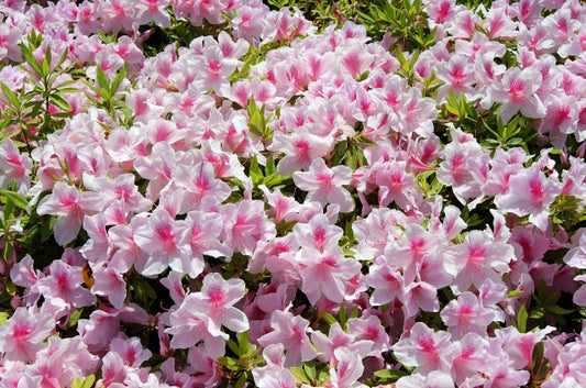 あつぎ飯山の花々