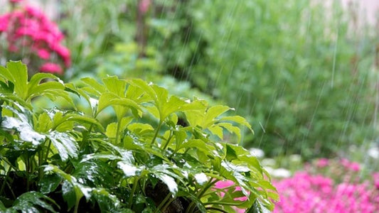 蜂駆除は雨の日の方が安全なのか？